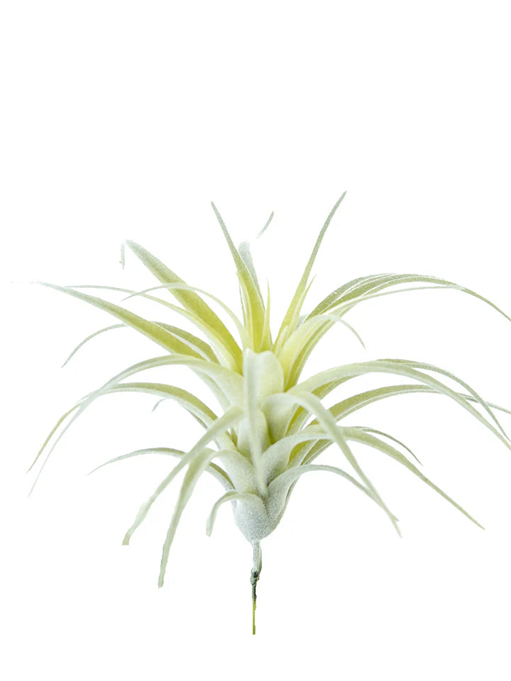 6” Tillandsia