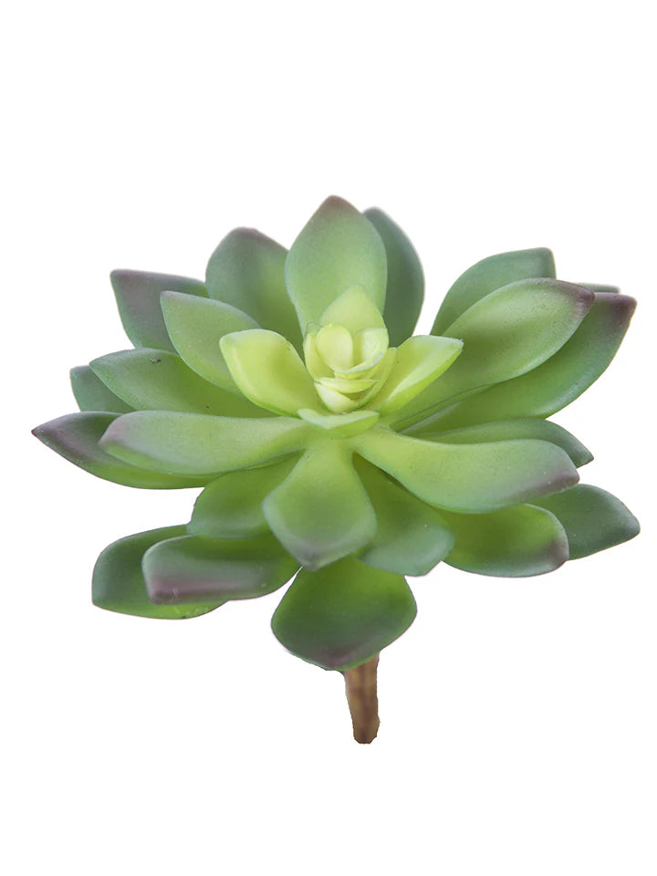 4” Aeonium Plant